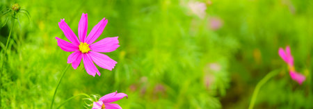Closeup of pink Cosmos flower under sunlight with green leaf nature background and copy space using as natural plants landscape, ecology wallpaper cover page concept.の写真素材