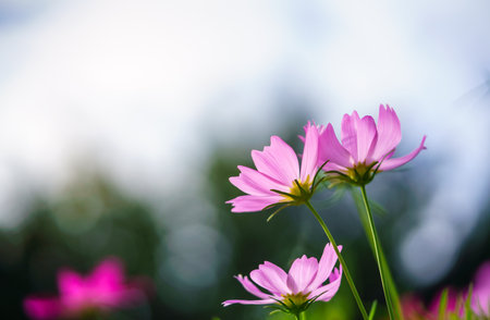 Closeup of pink Cosmos flower with blue sky under sunlight with copy space  background natural green plants landscape, ecology wallpaper cover page concept.の写真素材
