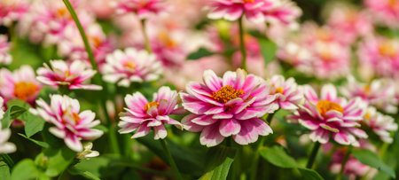 Closeup of pink and white Zinnia flower under sunlight using as background natural green plants...