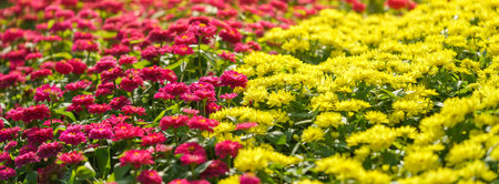 Closeup of pink and yellow Zinnia flower under sunlight using as background natural green plants landscape, ecology wallpaper cover page concept.の写真素材