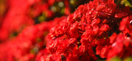 Closeup of mini red flower under sunlight with copy space using as background natural green plants landscape, ecology wallpaper cover page concept.の写真素材