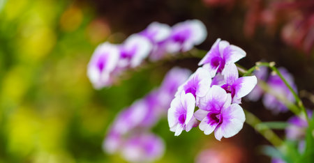 Closeup of purple Orchid flower under sunlight using as background natural plants landscape, ecology wallpaper cover page concept.の写真素材