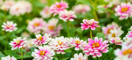 Closeup of pink and white Zinnia flower under sunlight using as background natural green plants landscape, ecology wallpaper cover page concept.の写真素材