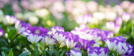 Closeup of mini white and purple Lisianthus flower under sunlight with copy space using as background natural green plants landscape, ecology wallpaper cover page concept.の写真素材