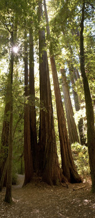 Gigantic Redwood Trees in sunlight