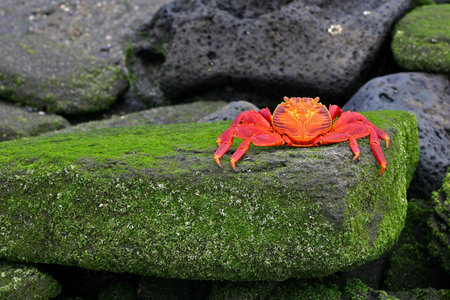 Sally Lightfoot Crab, or Graspus Graspus, on a mossy rock in the Galapagos Islands