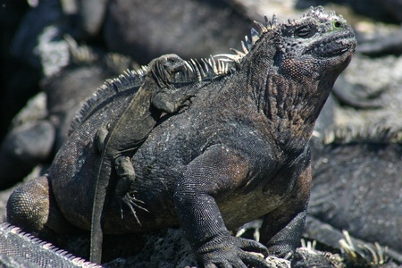 Galapagos Marine Iguana (Amblyrhynchus cristatus) with babyの写真素材