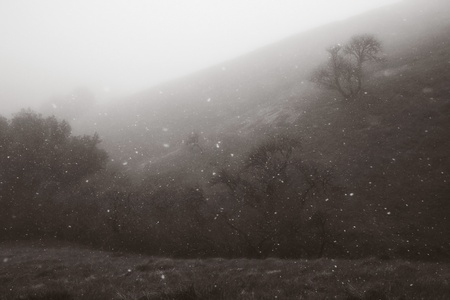 Hillside and oak trees of Russian Ridge, California, in a rare snow stormの写真素材