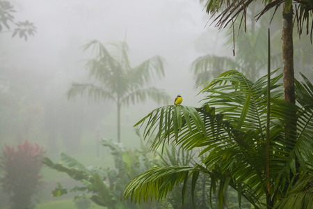 A yellow tropical bird on top of a palm tree in a Costa Rica jungleの写真素材