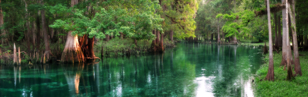 Panorama of Ichetucknee Springs at sunrise, a beautiful spring-fed river in Floridaの写真素材