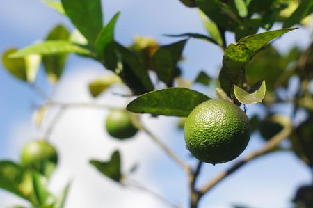 a close up shot of lime fruits.の写真素材