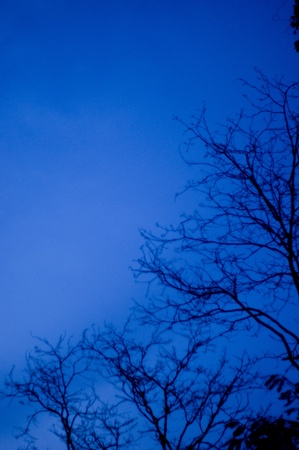 tree branches on a night sky.の写真素材