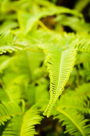 a close up view of fern leaf in a forest.の写真素材