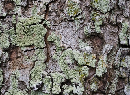 a close up of tree bark, for texture and background.の写真素材