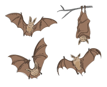 cartoon bats, in pencil drawing style.のイラスト素材