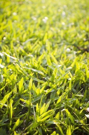 green grass background with sunlight shining through.の写真素材