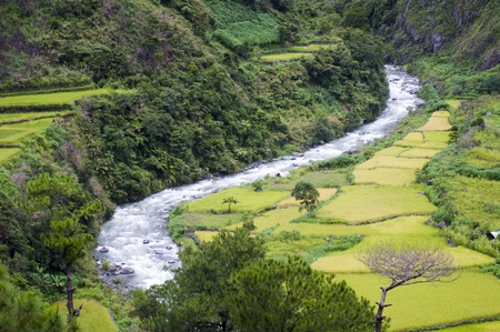 rice field in valley during harvest season, philippines.の写真素材