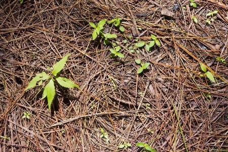 new plant is growing out of soil.の写真素材
