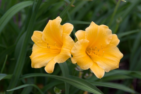 fresh spring flowersの写真素材