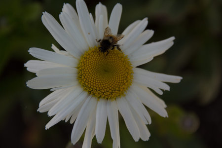 bee on white flower