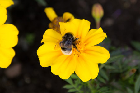 bee on yellow flower
