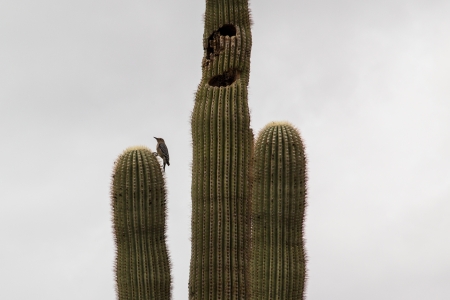 arizona woodpecker on saguaro cactusの写真素材