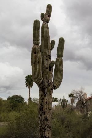 saguaro cactus with woodpecker holesの写真素材