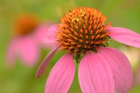 Pink echinacea flowers on a green backgroundの写真素材