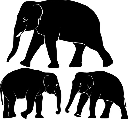 Indian elephant - set of illustrationのイラスト素材
