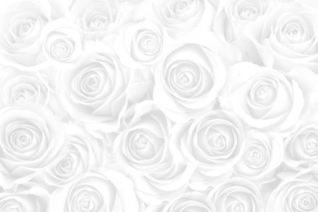 white roses for background
の写真素材