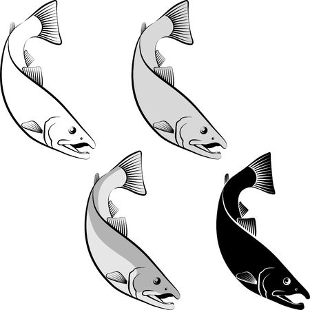 salmon clip art illustration and line artのイラスト素材