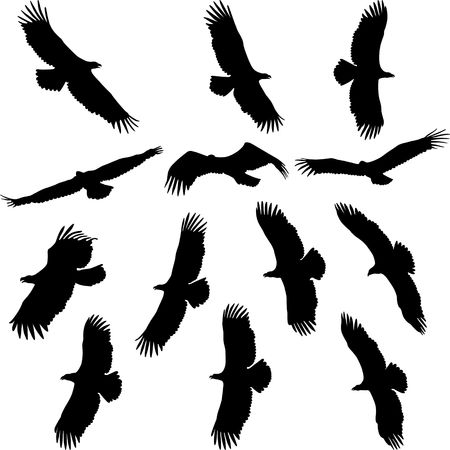 silhouette of eaglesのイラスト素材