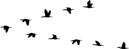 flight formation of birds
のイラスト素材