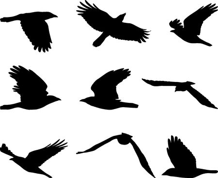flying crow, set of birds silhouettesのイラスト素材