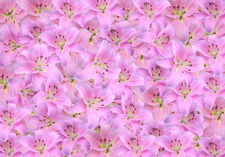 Pink Lilies backgroundの写真素材