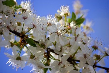 white blossoms in full bloom on blue sky backgroundの写真素材