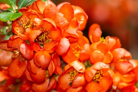 red flowers of Maule's quince closeupの写真素材