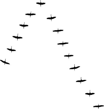 V formation of birds, crane flockのイラスト素材