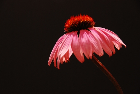 Echinaceaの写真素材