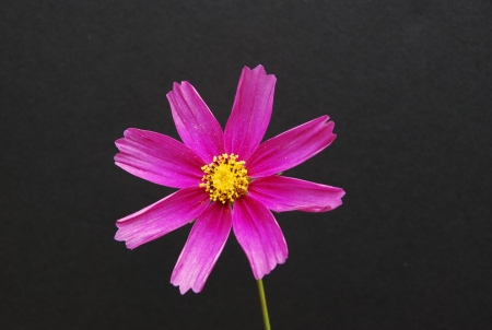 Cosmos Flower の写真素材