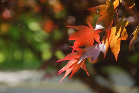 Japanese Maple leaf in springtime with limited dof
