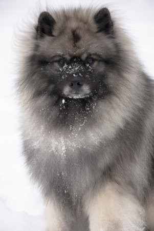 Keeshond in snow-got milk 