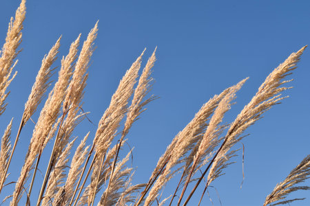 Nature 1