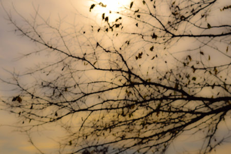 trees backgroundの写真素材