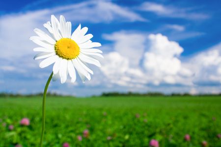 A white camomile on a meadowの写真素材