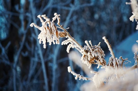 Branch covered with snow closeupの写真素材