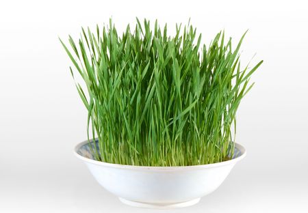 isolated green wheat in white tureenの写真素材