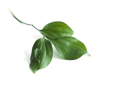 green leaf