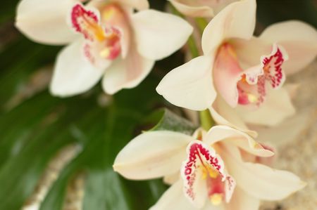 white orchidの写真素材