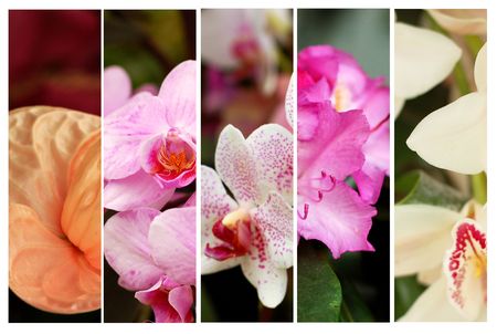 borders of orchidsの写真素材